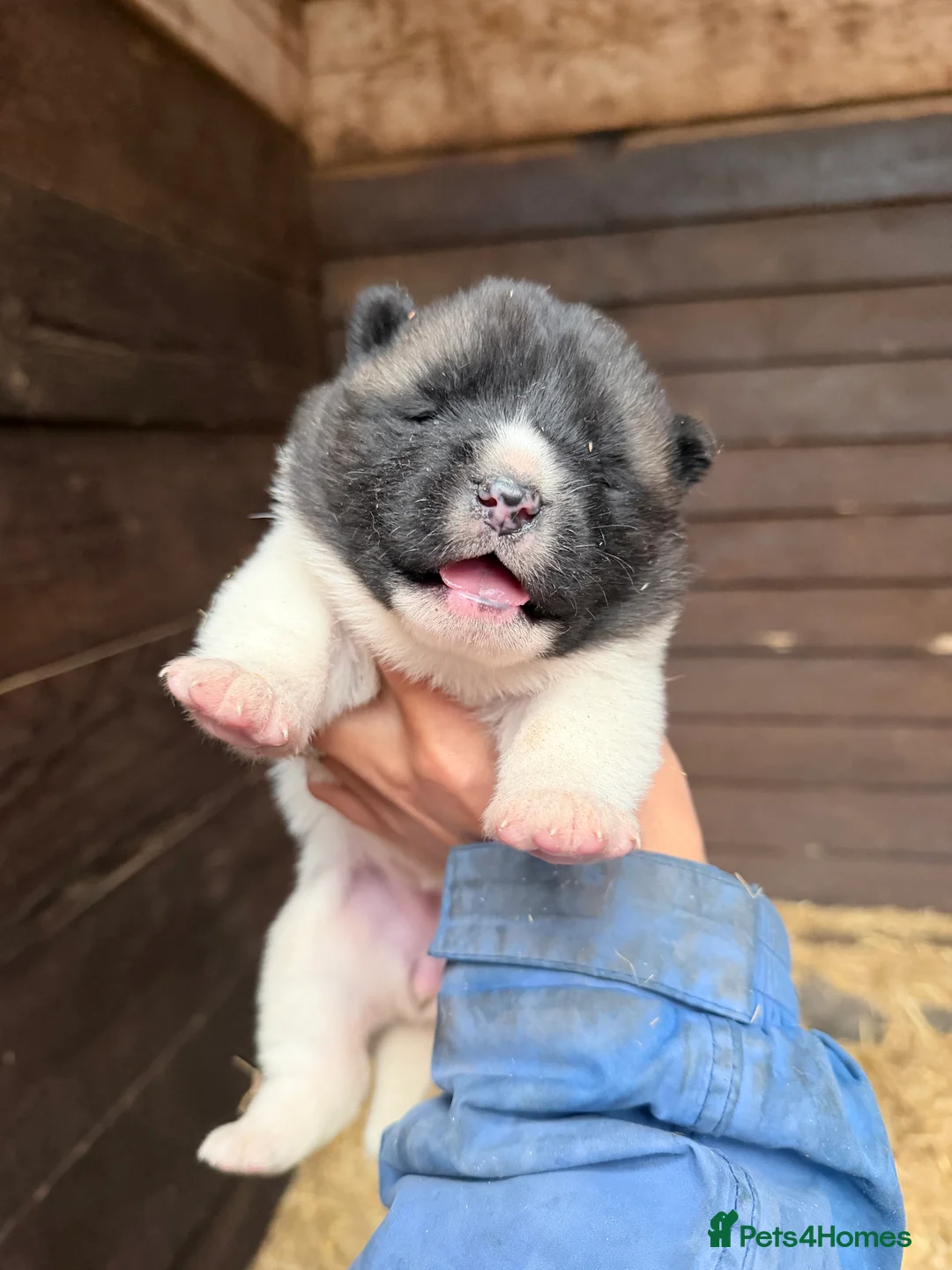Akita dogs for sale: 4 beautiful American Akita puppies  - Advert 3