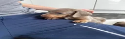 Miniature Dachshund dogs for sale: Kc Mini dachshund puppy’s  READY To LEAVE🐶🐶🐶 - Advert 21