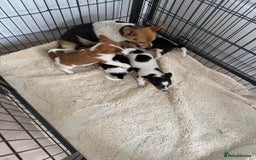 Jack Russell dogs for sale: Full breed jack Russell puppies for sale - Image 4