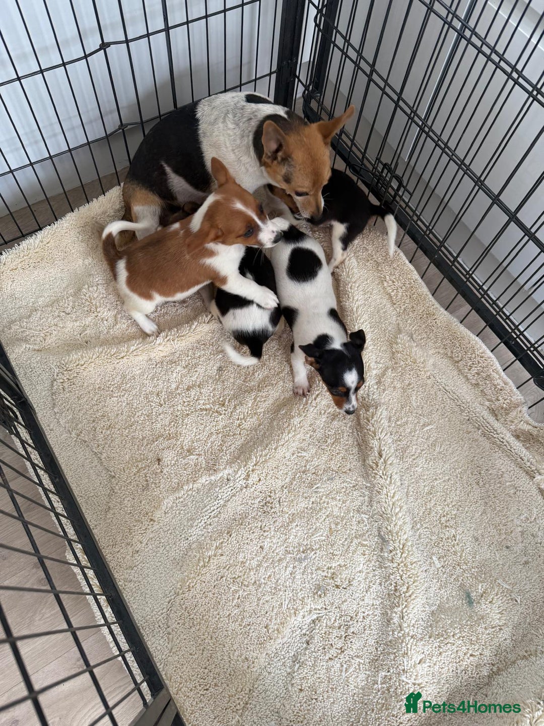 Jack Russell dogs for sale: Full breed jack Russell puppies for sale - Image 4