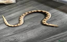 Snake reptiles for sale: Multiple animals - Advert 2