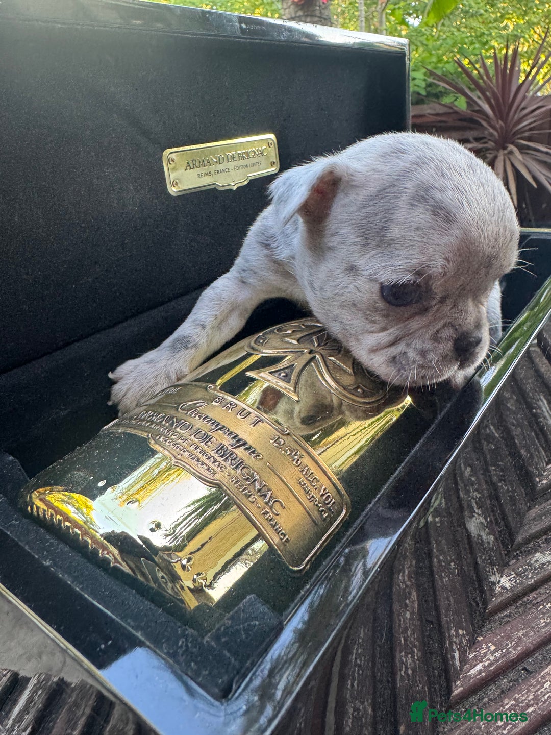French Bulldog dogs for sale: Adorable French Bulldogs - Image 6