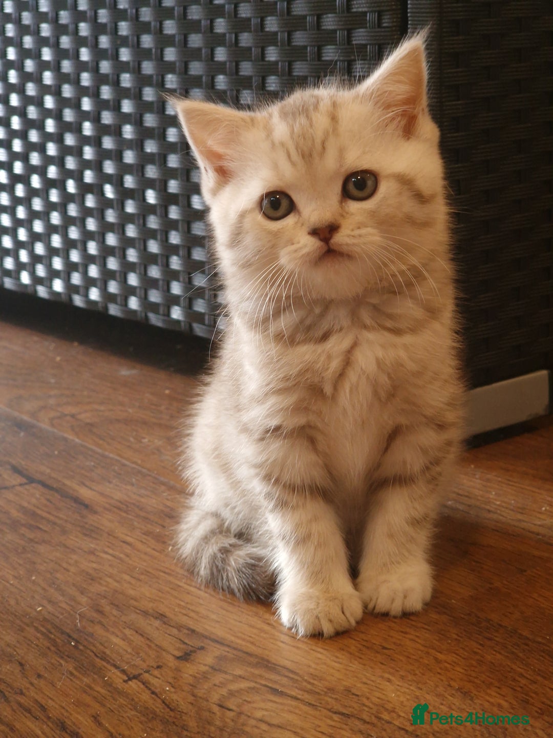 British Shorthair cats for sale: Purebred Scottish Fold and Straight kittens. in Reading - Image 4