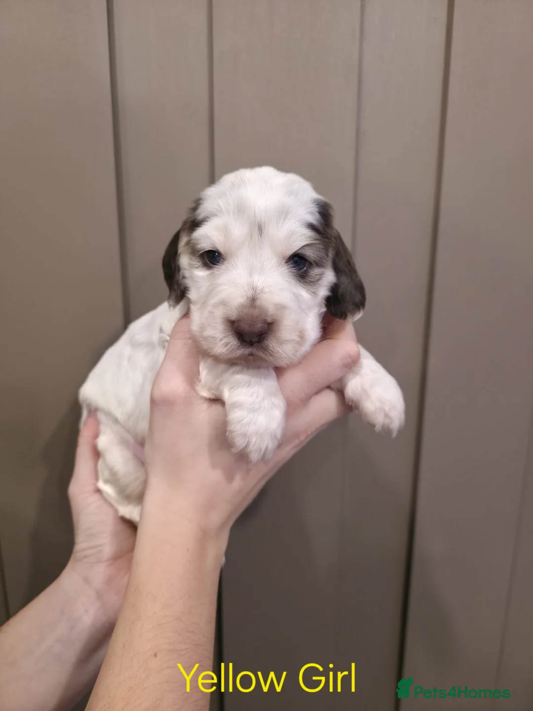 Cocker Spaniel dogs for sale: Show Type Cocker Spaniels Ready to leave now - Advert 19