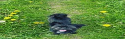 Mixed Breed dogs for sale: Rare Miki-poo puppies 2 left  in Lincoln - Advert 5