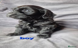 Cockapoo dogs for sale: F1b Cockapoo - ready this weekend - Image 34