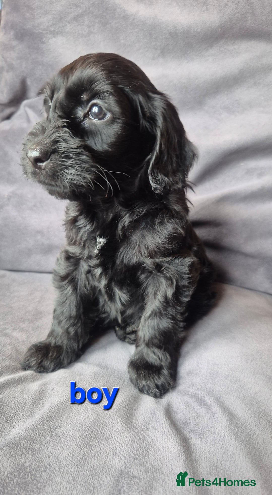 Cockapoo dogs for sale: F1b Cockapoo - ready this weekend - Image 34
