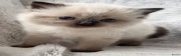 Ragdoll cats for sale: ❤️ Exceptional Lilac & Seal Point Ragdoll Kittens - Advert 13