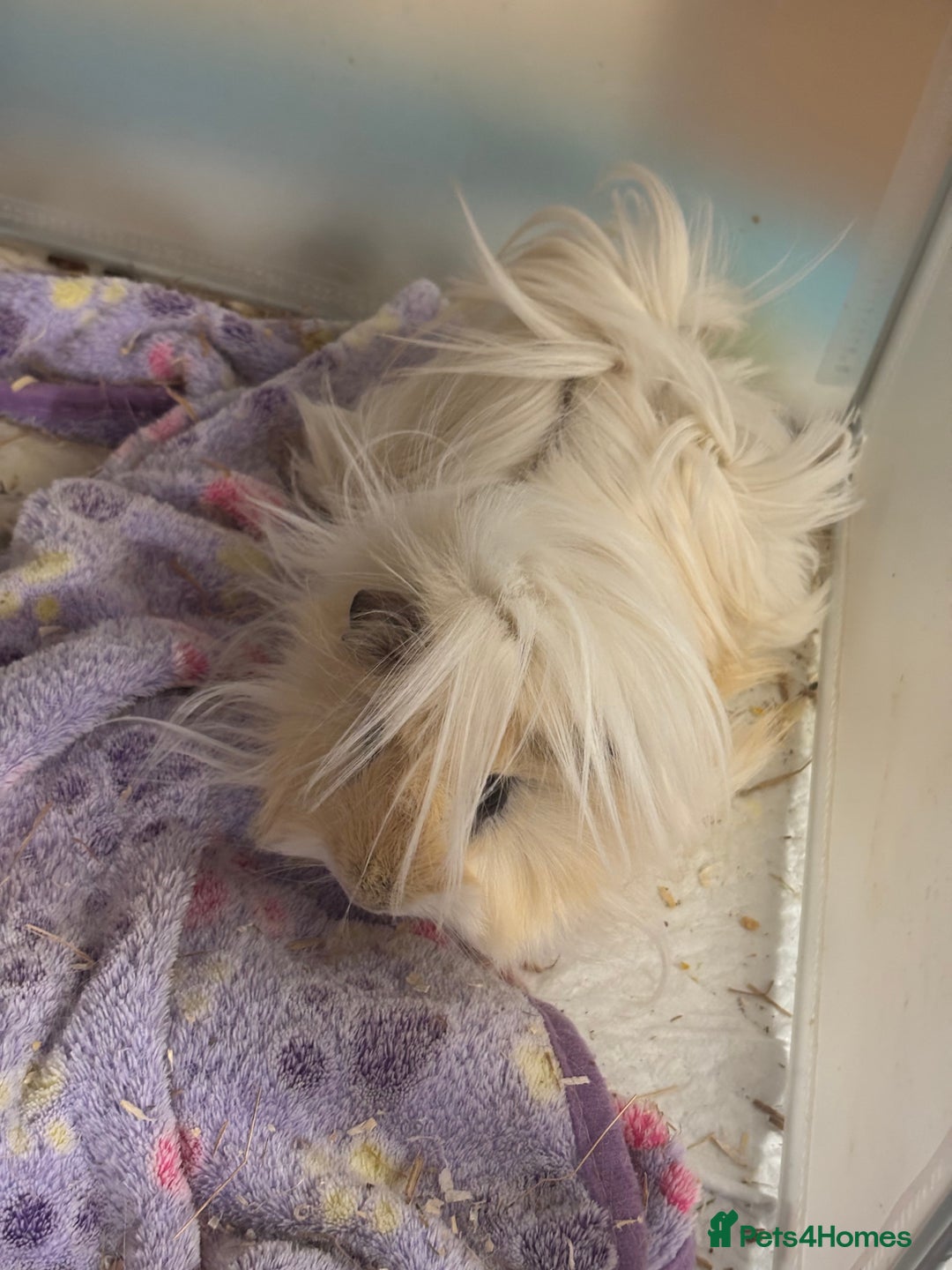 Guinea Pig rodents for sale: Super cute Long hair Guinea pigs - Advert 2