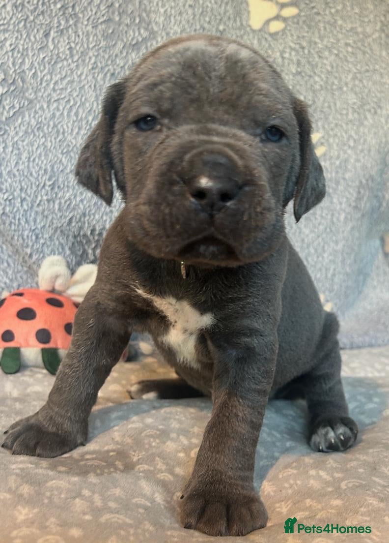Cane Corso dogs Beautiful Blue Cane Corso Puppies  - Advert 1