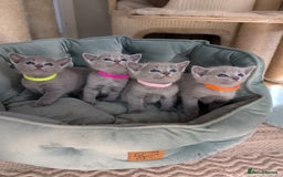 Russian Blue cats for sale: Stunning Russian Blue babies  in Huddersfield - Image 2