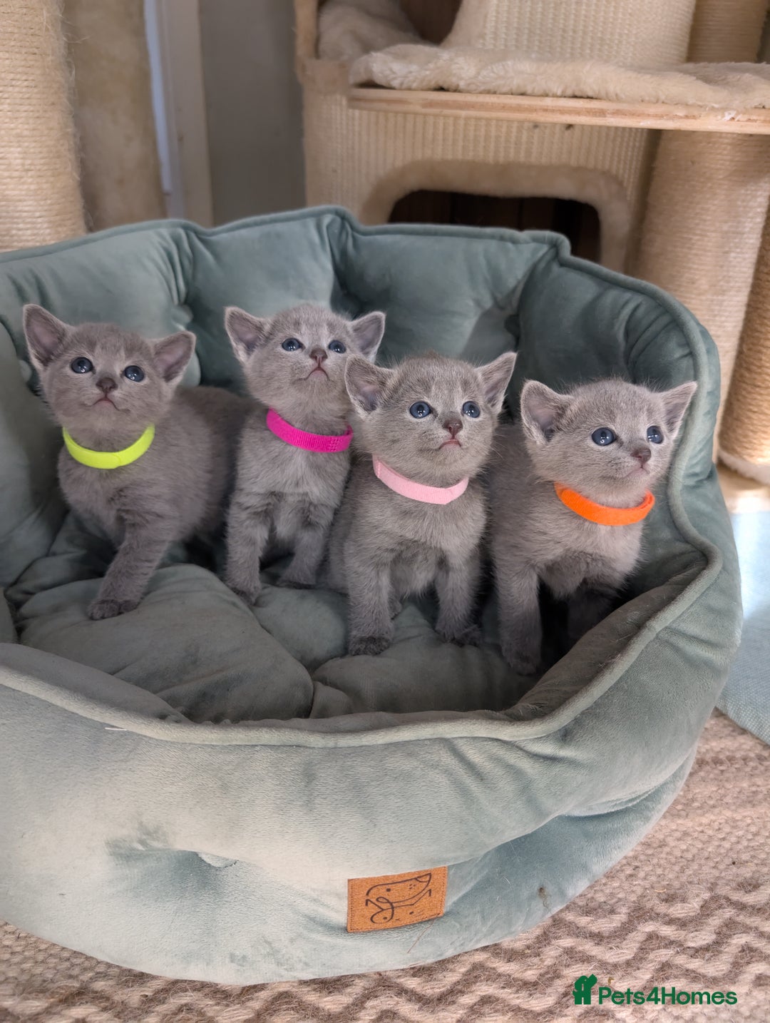 Russian Blue cats for sale: Stunning Russian Blue babies  in Huddersfield - Image 2