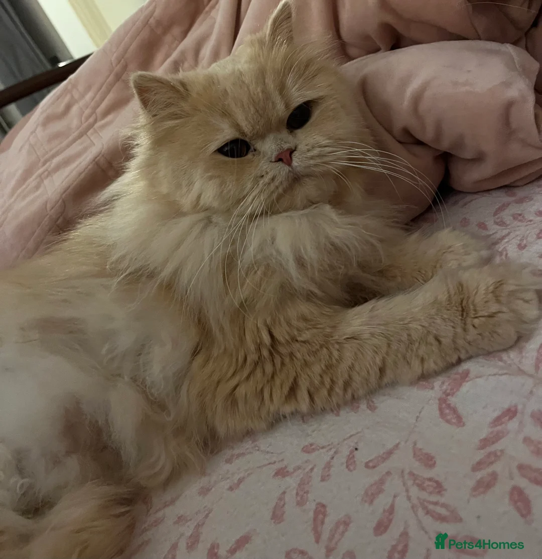 Persian cats for sale: Pedigree Persian Kittens for Sale - Advert 12