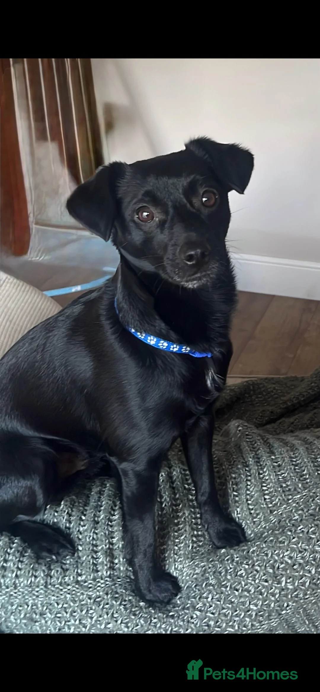 Mixed Breed dogs for sale: Treat in Castleford - Advert 2