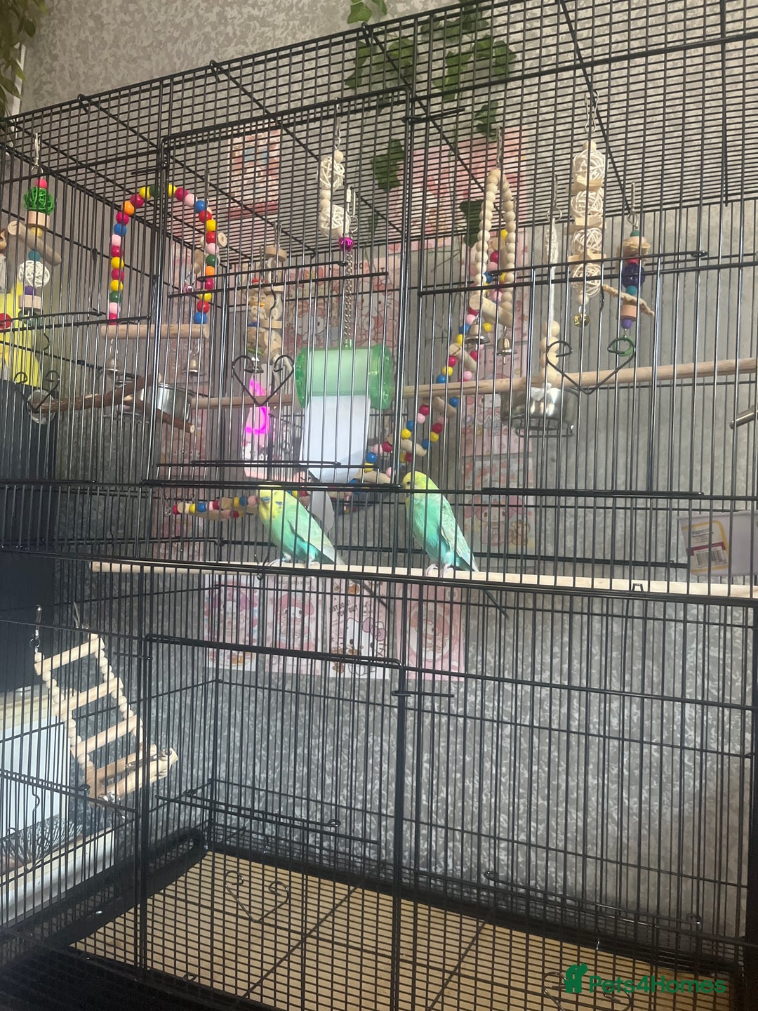 Budgerigars birds for sale: Flock of 5 Budgies (3 Handtamed) - Image 10