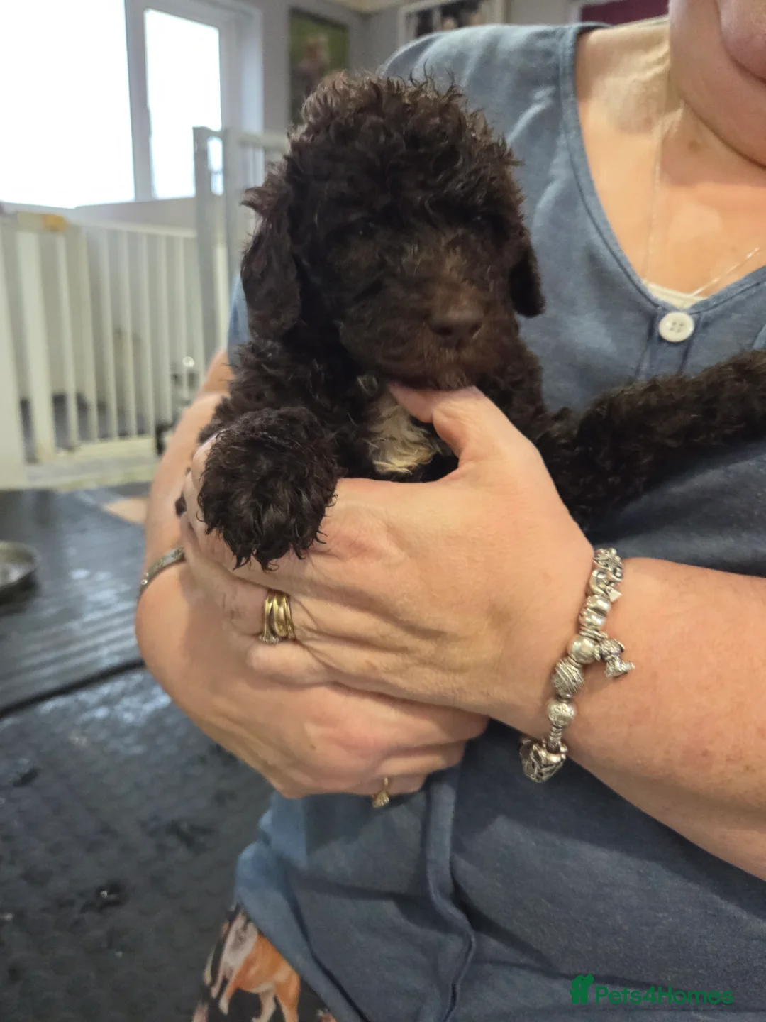 Goldendoodle dogs for sale: DELIGHTFUL WELL BRED DOODLES - Advert 3