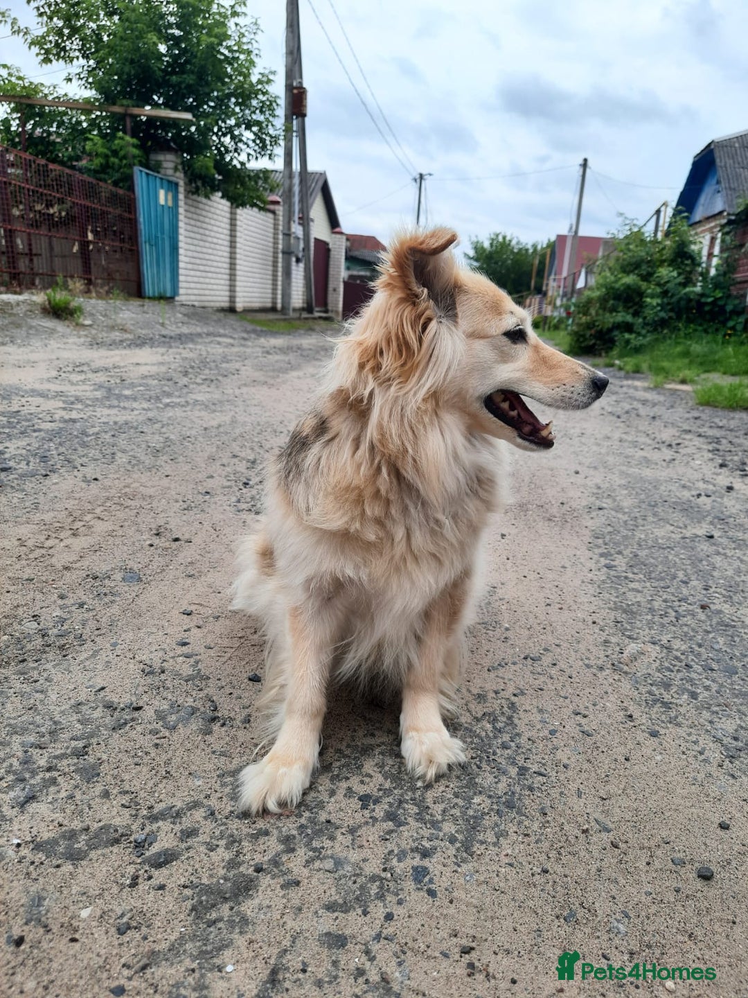 Mixed Breed dogs for adoption: 💖🐶 DOCHA 🐶💖 - Image 5