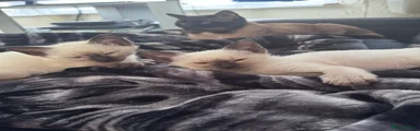 Siamese Kitten 2