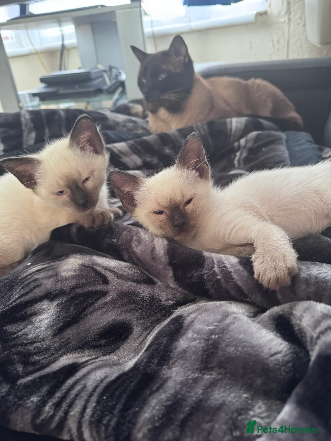 Siamese cats for sale: Siamese kittens for sale - Advert 2