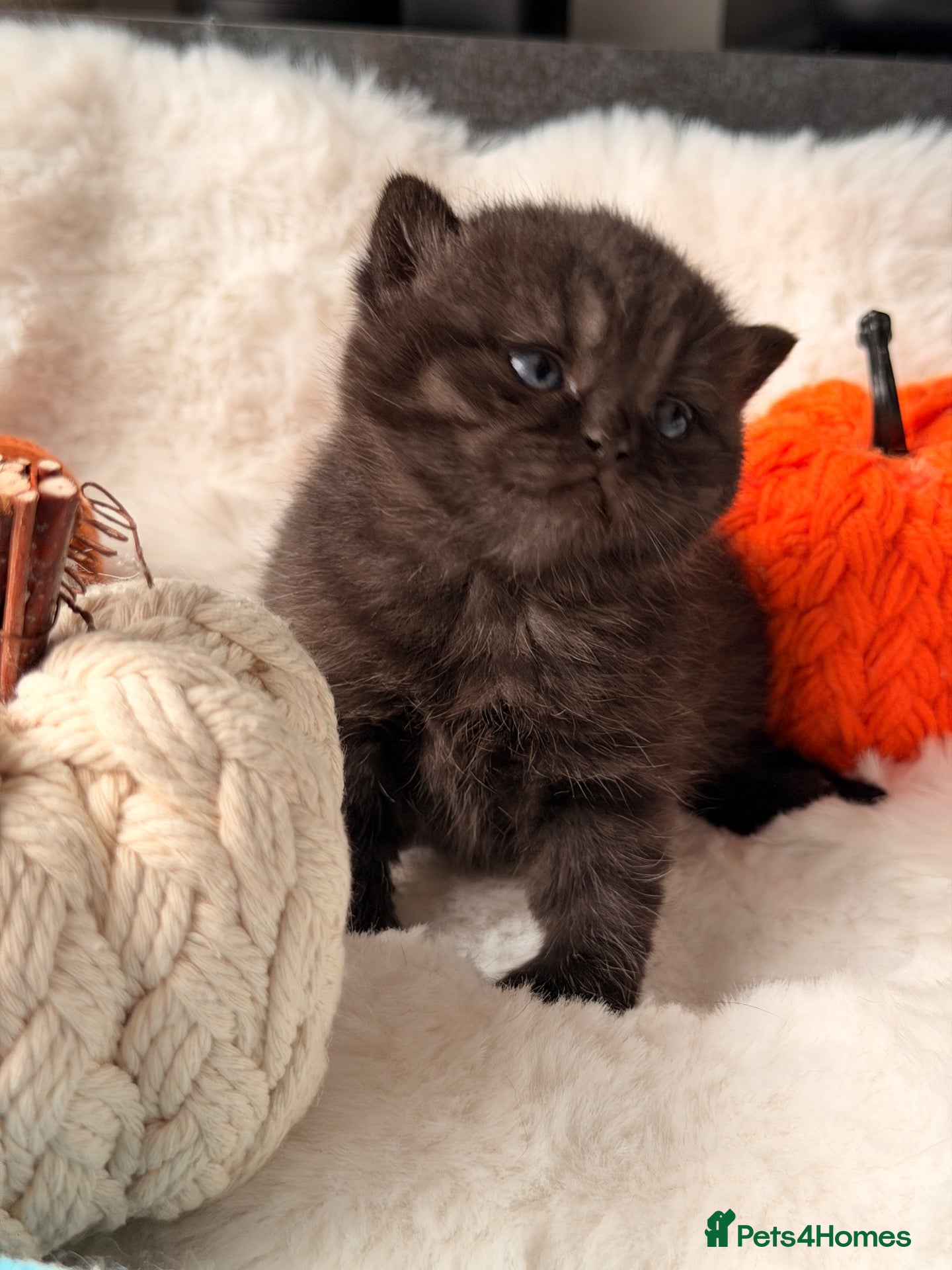 British Shorthair cats 🏆Champions line🏆BSH Kittens Tica reg  - Advert 1