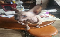 Sphynx cats for sale: Young sphynx female - Image 2