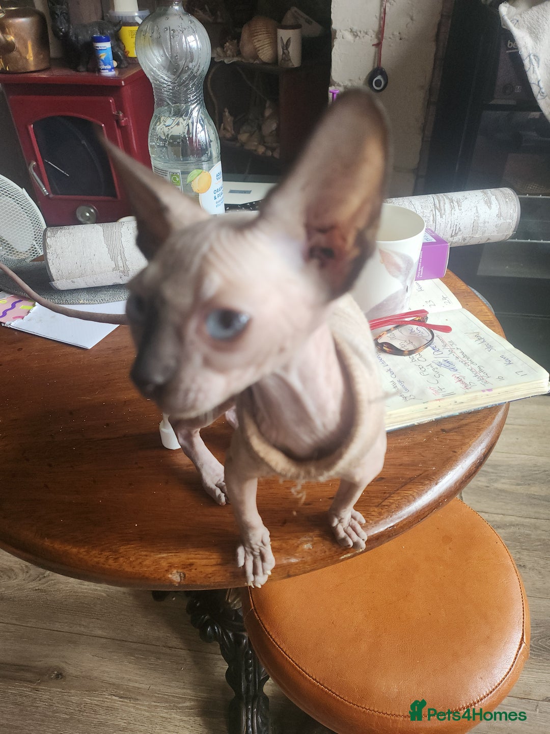Sphynx cats for sale: Young sphynx female - Image 2