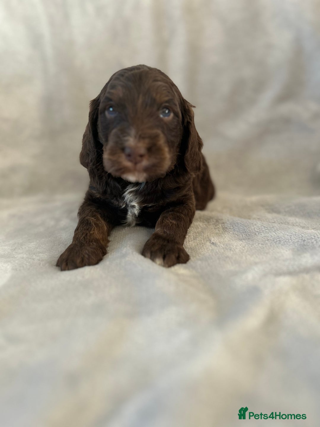 Cockapoo dogs for sale: Cockapoo puppies  - Advert 34