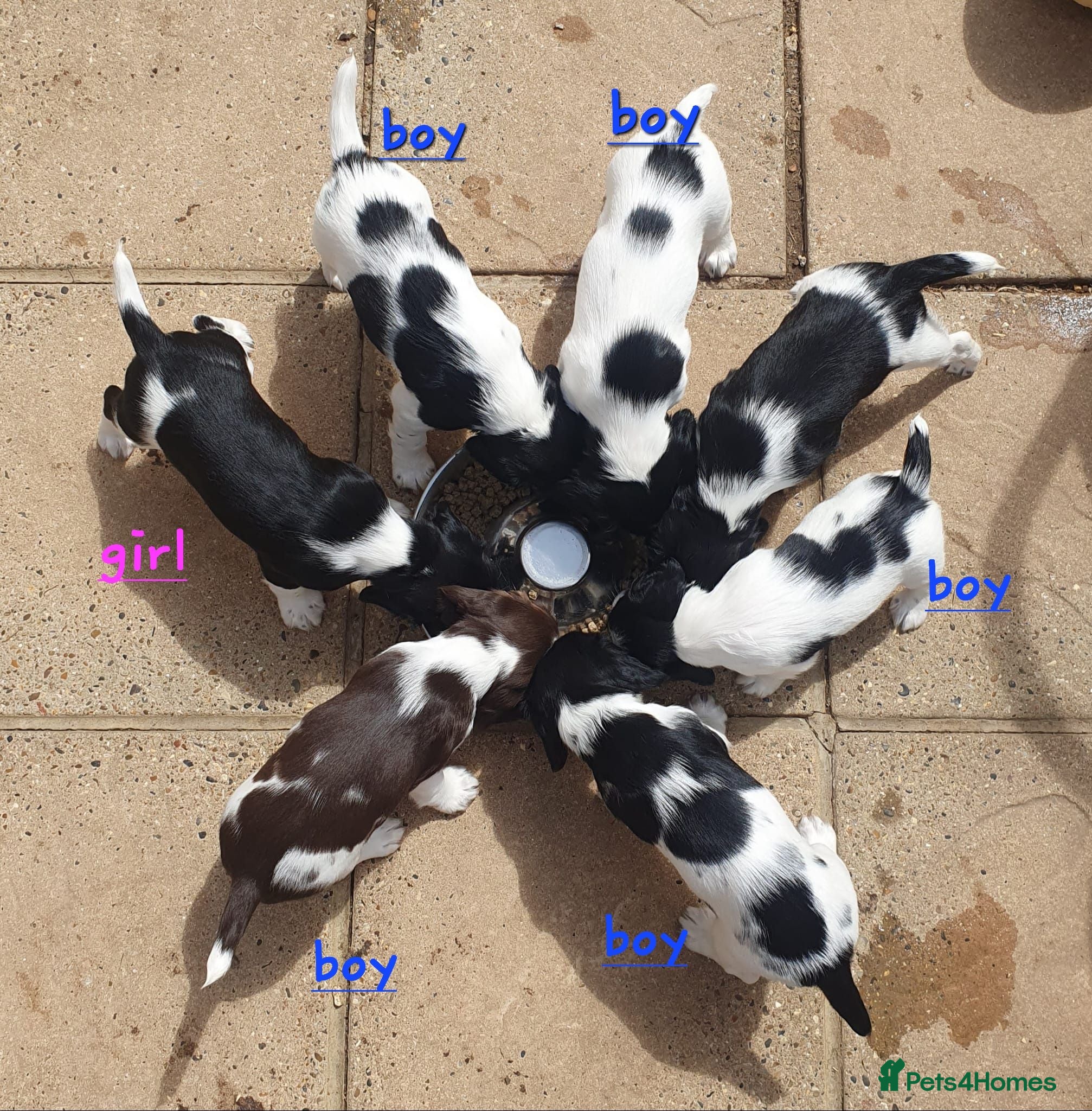 English Springer Spaniel dogs 🐾 English Springer Spaniel Puppies – £1,000 🐾 - Advert 7
