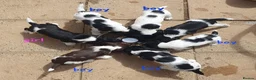 English Springer Spaniel dogs for sale: 🐾 English Springer Spaniel Puppies – £1,000 🐾 - Advert 1