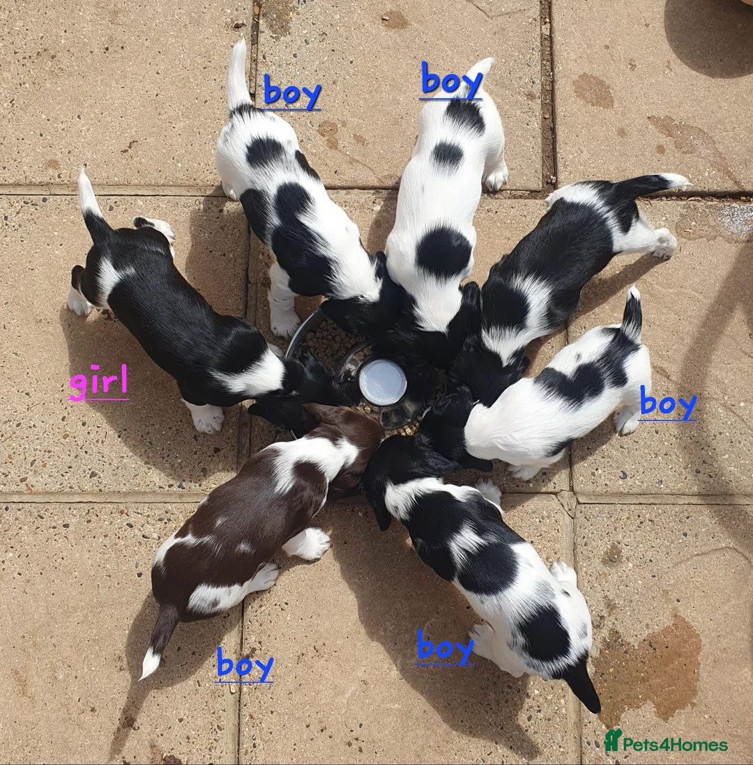 English Springer Spaniel dogs for sale: 🐾 English Springer Spaniel Puppies – £1,000 🐾 - Advert 1