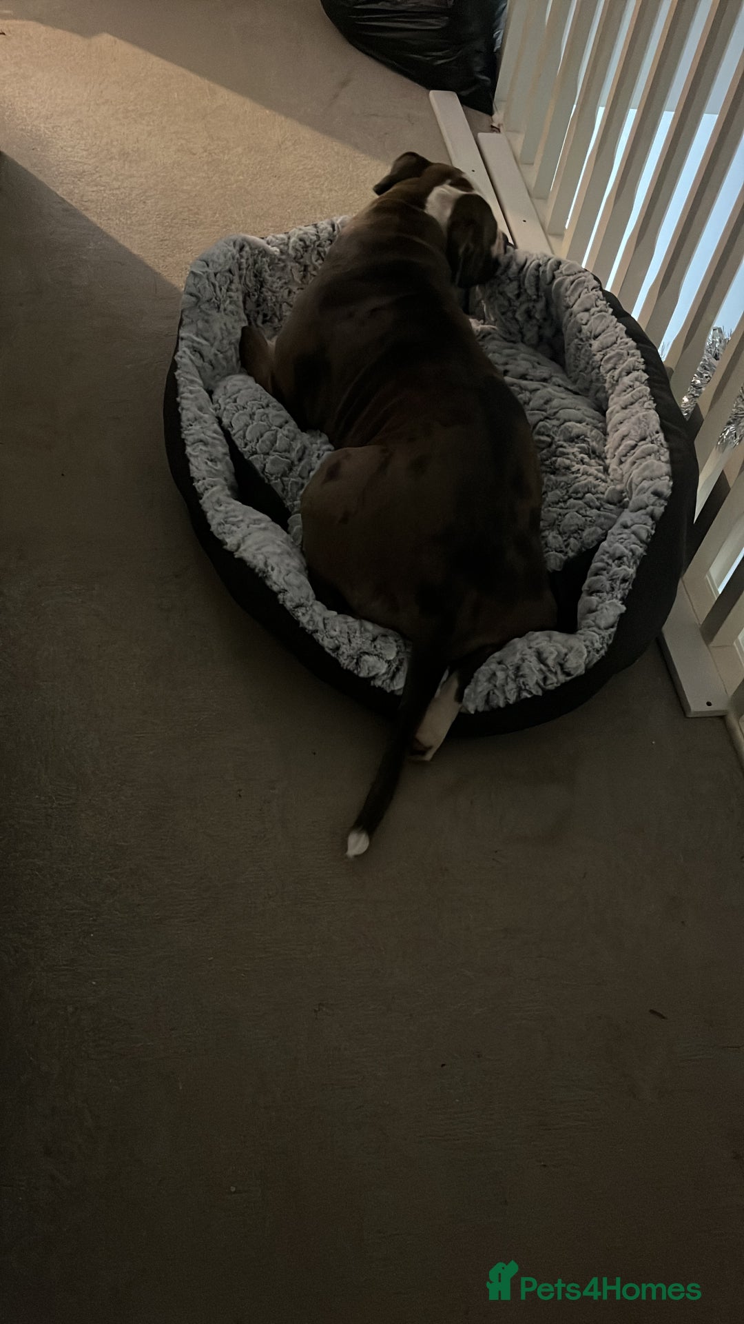 American Bulldog dogs for sale: Looking to rehome our family pet - Image 2