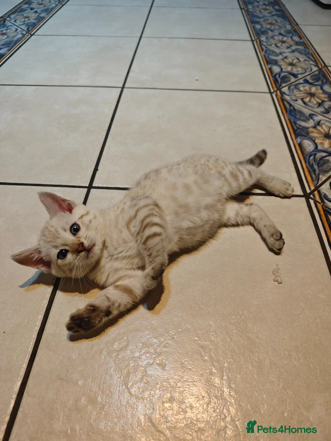 Bengal cats for sale: Pure beautiful female Bengal kitten  in Cambridge - Advert 4