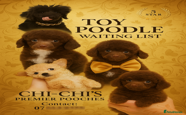 Toy Poodle dogs - Advert 4