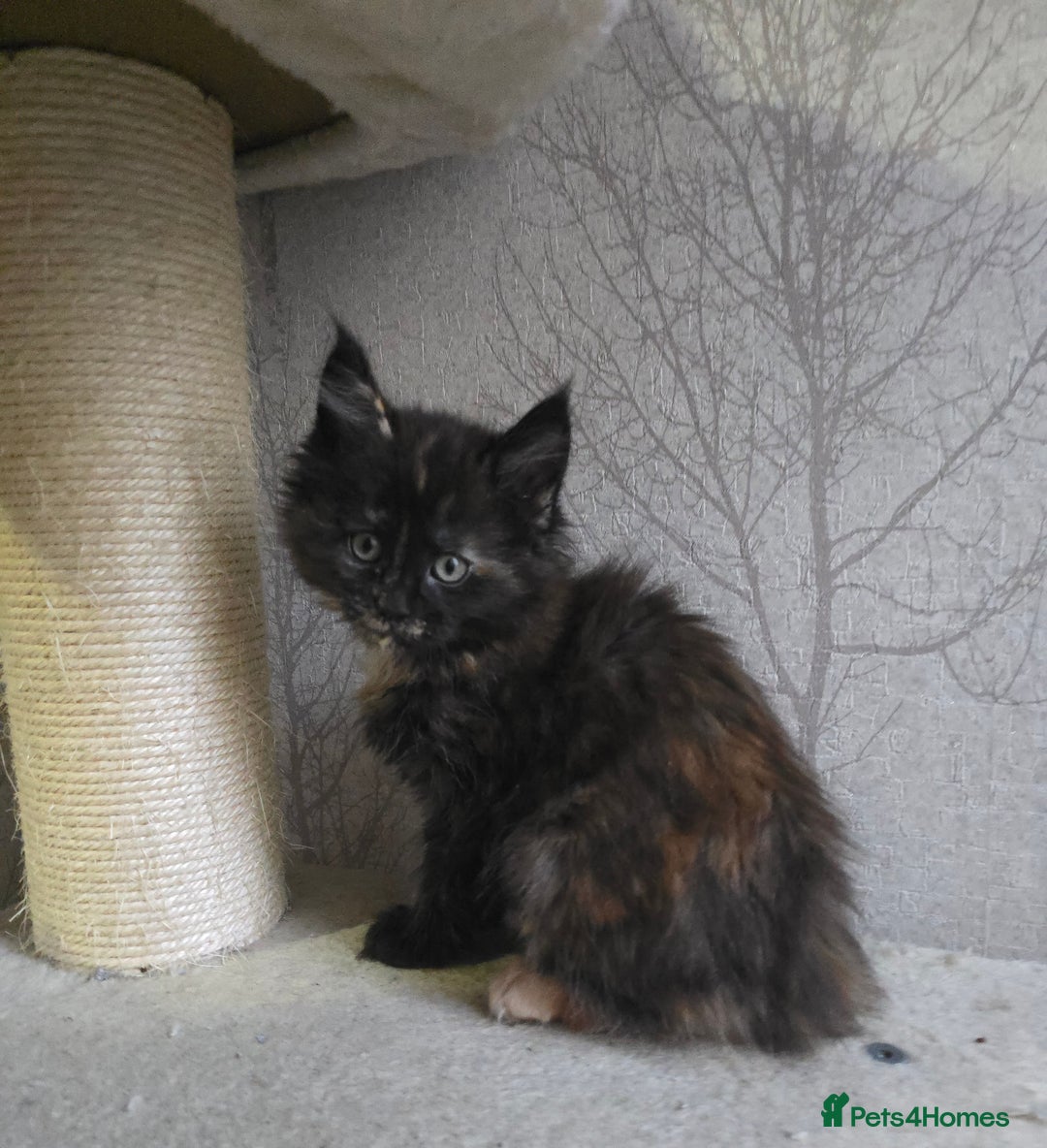 Maine Coon cats for sale: Beautiful Tica registered girls - Advert 15