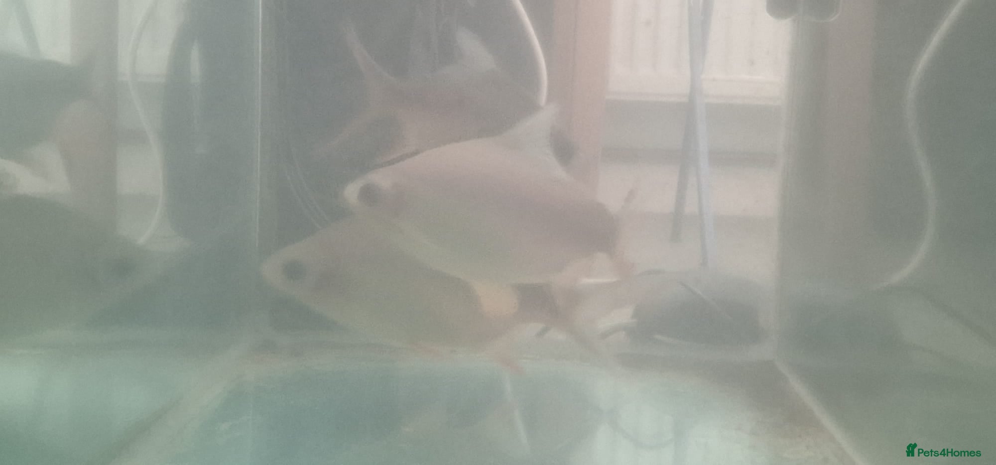 Barbs fish Ghost barbs x3 - Advert 1
