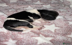 English Springer Spaniel dogs for sale: Heavily Marked Litter, KC, Health Checked Parents. - Image 10