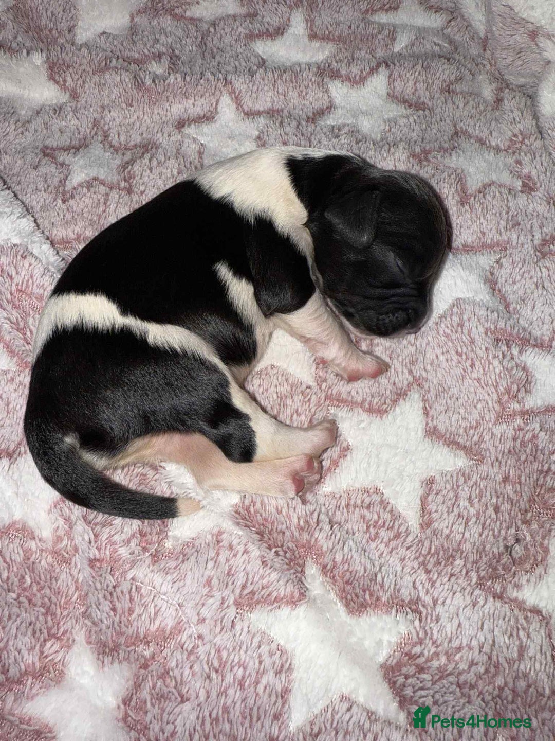 English Springer Spaniel dogs for sale: Heavily Marked Litter, KC, Health Checked Parents. - Image 10