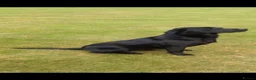 Labrador Retriever dogs for sale: Beautiful Kennel Club Registered Labradors Puppies - Advert 7