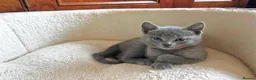 Russian Blue cats for sale: Gorgeous GCCF registered Russian Blue Kittens  - Advert 2