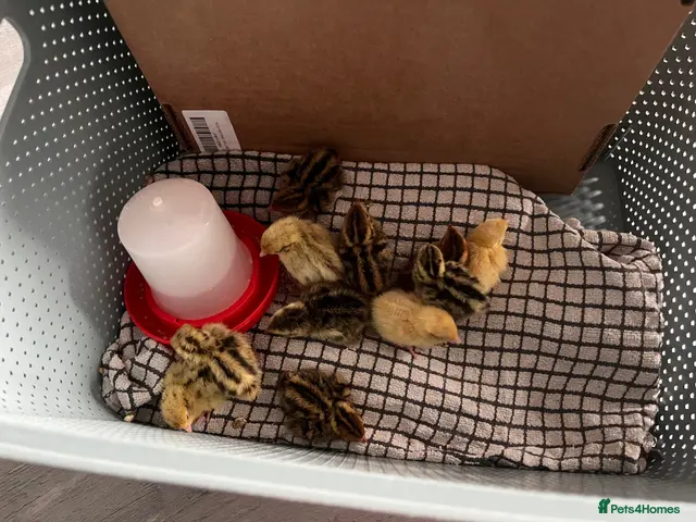 Quail poultry for sale: Japenese quail - Advert 1