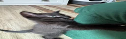 Mixed Breed cats for sale: Kittens for sale  - Advert 5
