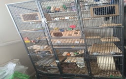 Chinchilla rodents for sale: Chinchillas for sale - Image 12