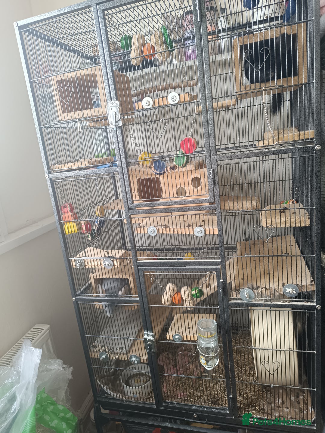 Chinchilla rodents for sale: Chinchillas for sale - Image 12