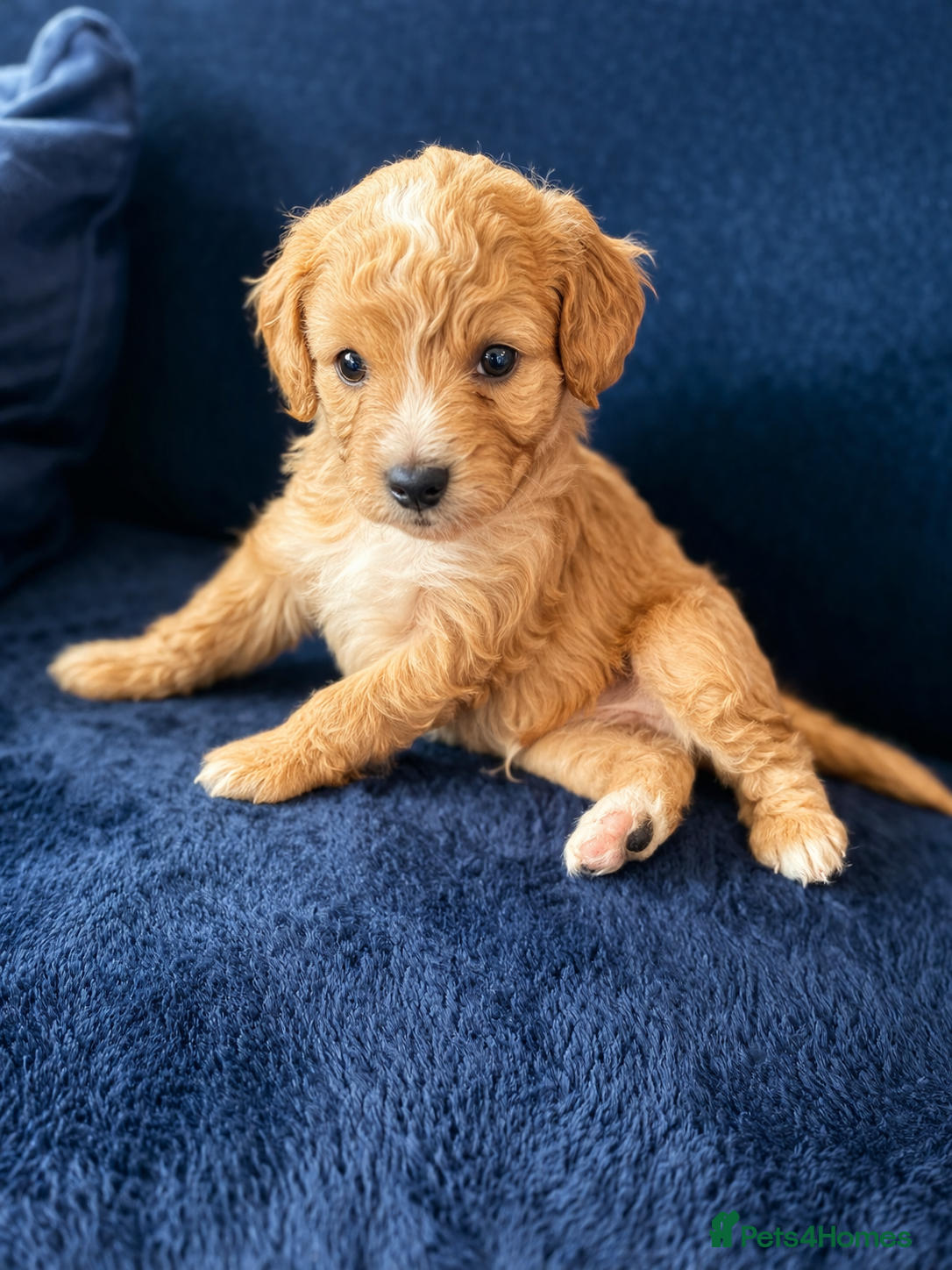 Cavapoo dogs Cavapoo - Advert 1