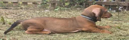 Dachshund dogs for sale: Kc registered standard smooth boy - Advert 7