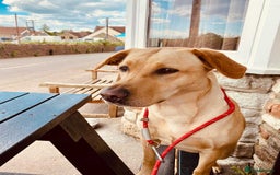 Labrador Retriever dogs for sale: Working/Active Pet - Image 20
