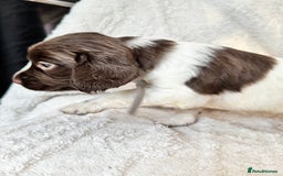 Sprocker dogs for sale: Gorgeous Homebred Sprocker Puppies - Image 3