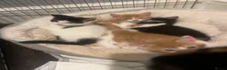 Mixed Breed cats for sale: 4 playful kittens ready to find their forever home - Advert 11