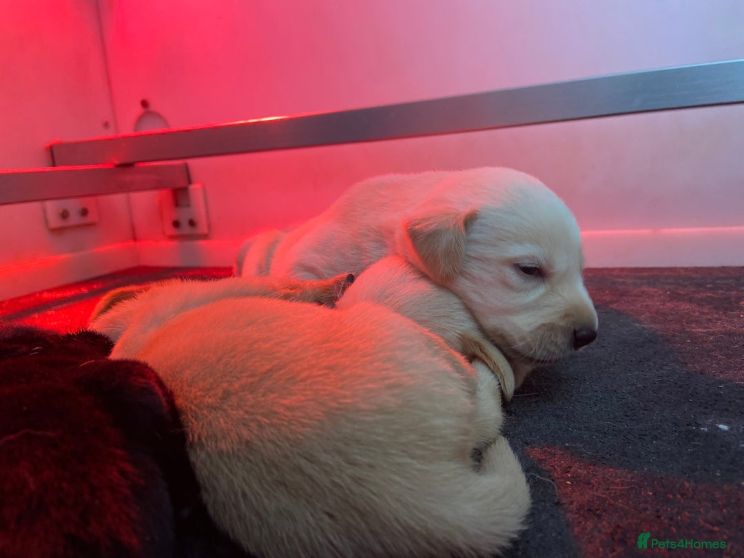 Labrador Retriever dogs for sale: Labrador pups  - Image 27