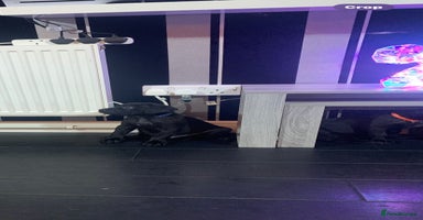 Mixed Breed dogs Cane corso x mail pups available.  - Advert 6